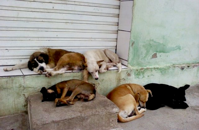 Vereadores pedem ao Executivo a criação do Conselho Municipal do Bem Estar Animal